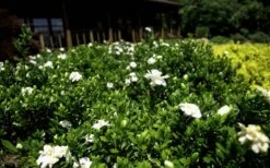 Double Mint Gardenia - 3 Gallon Pot 13 Double Mint Gardenia - 3 Gallon Pot -Garden Plant Seeds Gardenia Double Mint 8 1