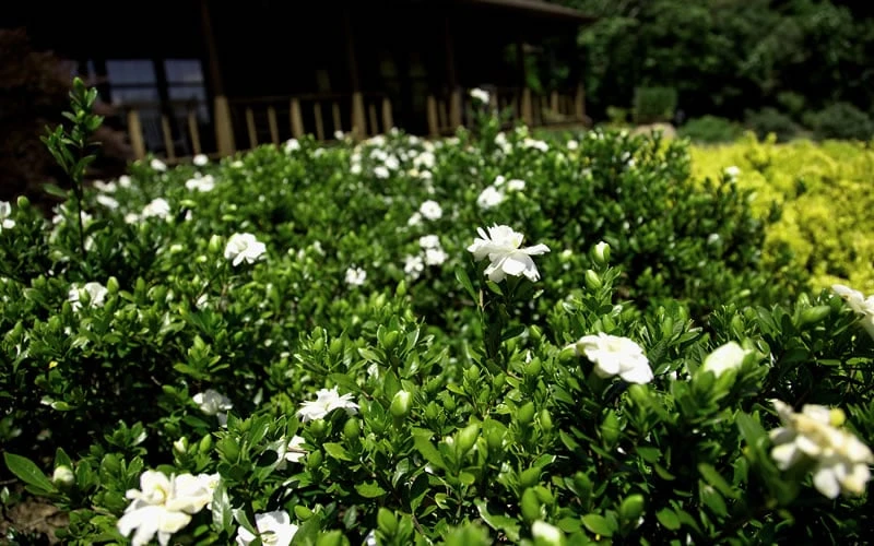 Double Mint Gardenia - 3 Gallon Pot 7 Double Mint Gardenia - 3 Gallon Pot - Image 5