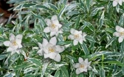 Variegated Creeping Dwarf Gardenia - 3 Gallon Pot 9 Variegated Creeping Dwarf Gardenia - 3 Gallon Pot -Garden Plant Seeds Gardenia Dwarf Radicans Variegated 3
