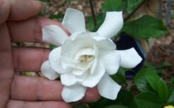 Fall In Love Cold Hardy Gardenia - 1 Gallon Pot -Garden Plant Seeds Gardenia Fall In Love