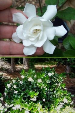 Fall In Love Cold Hardy Gardenia - 1 Gallon Pot -Garden Plant Seeds Gardenia Fall In Love BS