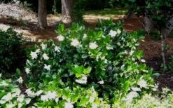 Fall In Love Cold Hardy Gardenia - 1 Gallon Pot -Garden Plant Seeds Gardenia Fallin In Love Shrub