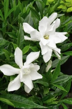Frost Proof Gardenia - 1 Gallon Pot -Garden Plant Seeds Gardenia Frost Proof Rev 500x750 3