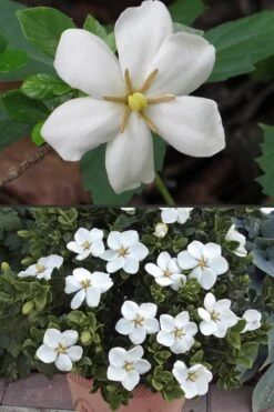 Hardy Fragrant Daisy Gardenia Bush - 2.5 Quart Pot -Garden Plant Seeds Gardenia Hardy Daisy 500x750 4