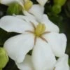 Heaven Scent Gardenia - 6 Pack Of 1 Gallon Pots 2 Heaven Scent Gardenia - 6 Pack Of 1 Gallon Pots -Garden Plant Seeds Gardenia Heaven Scent 15