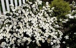Heaven Scent Gardenia - 1 Gallon Pot 11 Heaven Scent Gardenia - 1 Gallon Pot -Garden Plant Seeds Gardenia Heaven Scent 17 1