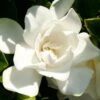Jubilation Gardenia - 6 Pack Of 1 Gallon Pots -Garden Plant Seeds Gardenia Jubilation BS 1