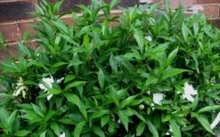 Radicans Creeping Dwarf Gardenia - 1 Gallon Pot -Garden Plant Seeds Gardenia Radicans 53 1