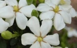 ScentAmazing Gardenia - 1 Gallon Pot -Garden Plant Seeds Gardenia Scentamazing 20