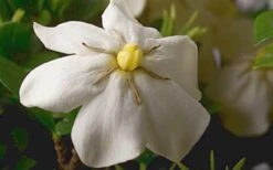 ScentAmazing Gardenia - 2 Gallon Pot -Garden Plant Seeds Gardenia Scentamazing Closeup 1