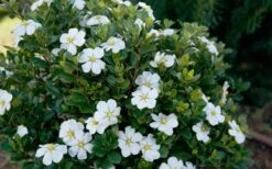 ScentAmazing Gardenia - 1 Gallon Pot -Garden Plant Seeds Gardenia Scentamazing Shrub