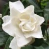 Sweet Tea Gardenia - 3 Gallon Pot -Garden Plant Seeds Gardenia Sweet Tea 3