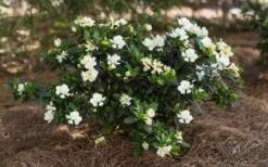 Sweet Tea Gardenia - 3 Gallon Pot -Garden Plant Seeds Gardenia Sweet Tea 5