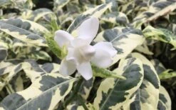 Variegated August Beauty Gardenia - 3 Gallon Pot -Garden Plant Seeds Gardenia Variegated 1 1