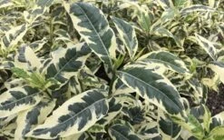 Variegated August Beauty Gardenia - 1 Gallon Pot -Garden Plant Seeds Gardenia Variegated 2 2