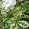 Variegated Gardenia - 1 Gallon Pot -Garden Plant Seeds Gardenia Variegated BS