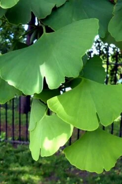 Ginkgo Maidenhair Tree - 5 Gallon Pot -Garden Plant Seeds Ginkgo Tree 10