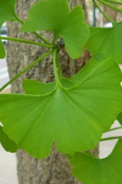 Ginkgo Maidenhair Tree - 5 Gallon Pot -Garden Plant Seeds Ginkgo Tree 11