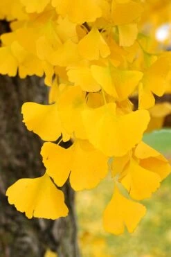 Ginkgo Maidenhair Tree - 5 Gallon Pot -Garden Plant Seeds Ginkgo Tree 14