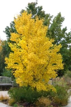 Ginkgo Maidenhair Tree - 5 Gallon Pot -Garden Plant Seeds Ginkgo Tree 16