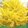 Ginkgo Maidenhair Tree - 5 Gallon Pot -Garden Plant Seeds Ginkgo Tree 19
