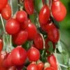 Goji Berry Plant - Lycium Barbarum - 1 Gallon Pot -Garden Plant Seeds Goji Berry Dynamite 500x750 1