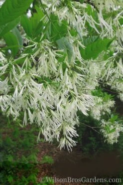 Grancy Graybeard - White Fringe Tree - 7 Gallon Pot (2-3') -Garden Plant Seeds Grancy Graybeard Tree 30 1