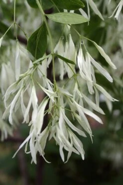 Grancy Graybeard - White Fringe Tree - 3 Gallon Pot -Garden Plant Seeds Grancy Graybeard Tree 32
