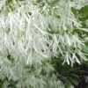 Grancy Graybeard - White Fringe Tree - 7 Gallon Pot (2-3') -Garden Plant Seeds Grancy Graybeard Tree Flowers 21 500x750 2