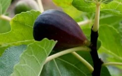 Black Mission Fig Tree - 3 Gallon Pot -Garden Plant Seeds Grape Black Mission 50 1