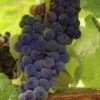 Mars Seedless Grape - 2 Gallon Pot -Garden Plant Seeds Grape Mars Seedless 500x750 1