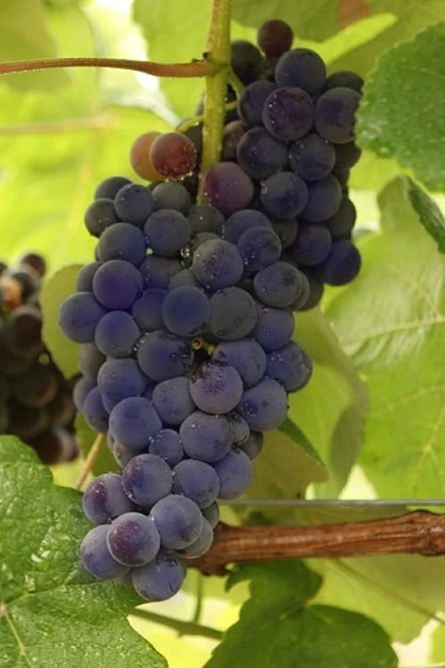 Mars Seedless Grape - 2 Gallon Pot 3 Mars Seedless Grape - 2 Gallon Pot