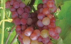 Reliance Red Seedless Grape Vine - 1 Gallon Pot -Garden Plant Seeds Grape Reliance 50