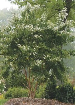 Temple Of Bloom Seven-son Flower (Heptacodium Miconioides) - 3 Pack Of Quart Pots -Garden Plant Seeds Heptacodium Temple Of Bloom 3 1