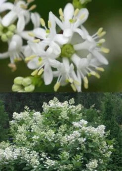 Temple Of Bloom Seven-son Flower (Heptacodium Miconioides) - 5 Gallon Pot -Garden Plant Seeds Heptacodium Temple Of Bloom 5