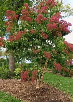 Temple Of Bloom Seven-son Flower (Heptacodium Miconioides) - 5 Gallon Pot -Garden Plant Seeds Heptacodium Temple Of Bloom 8