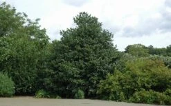 Emily Bruner Pyramidal Holly - 7 Gallon Pot (3-4') -Garden Plant Seeds Holly Emily Bruner 2