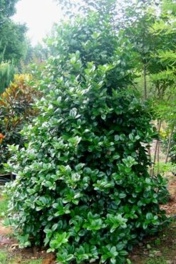 Emily Bruner Pyramidal Holly - 7 Gallon Pot (4-5') -Garden Plant Seeds Holly Emily Bruner 3 1