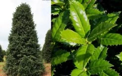 Mary Nell Holly - 1 Gallon Pot -Garden Plant Seeds Holly Mary Nell
