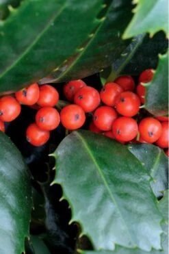 Mary Nell Holly - 1 Gallon Pot -Garden Plant Seeds Holly Mary Nell 5