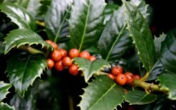 Mary Nell Holly - 3 Gallon Pot -Garden Plant Seeds Holly Mary Nell Berries 1