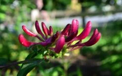 Peaches & Cream Fragrant Honeysuckle - Lonicera Periclymenum - 3 Gallon Pot 13 Peaches & Cream Fragrant Honeysuckle - Lonicera Periclymenum - 3 Gallon Pot -Garden Plant Seeds Honeysuckle Peaches And Cream 10