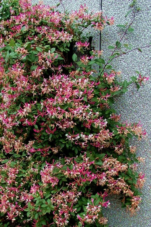 Peaches & Cream Fragrant Honeysuckle - Lonicera Periclymenum - 3 Gallon Pot 9 Peaches & Cream Fragrant Honeysuckle - Lonicera Periclymenum - 3 Gallon Pot - Image 7