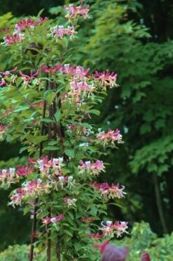 Peaches & Cream Fragrant Honeysuckle - Lonicera Periclymenum - 3 Gallon Pot 14 Peaches & Cream Fragrant Honeysuckle - Lonicera Periclymenum - 3 Gallon Pot -Garden Plant Seeds Honeysuckle Peaches And Cream 13