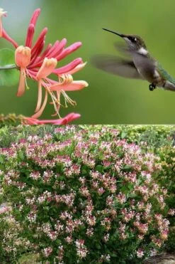Peaches & Cream Fragrant Honeysuckle - Lonicera Periclymenum - 3 Gallon Pot 12 Peaches & Cream Fragrant Honeysuckle - Lonicera Periclymenum - 3 Gallon Pot -Garden Plant Seeds Honeysuckle Peaches And Cream 2 500x750 1