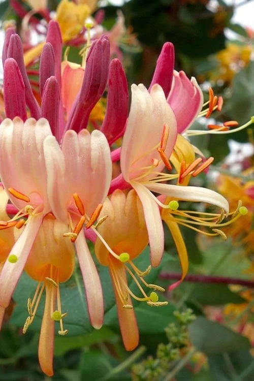 Peaches & Cream Fragrant Honeysuckle - Lonicera Periclymenum - 3 Gallon Pot 3 Peaches & Cream Fragrant Honeysuckle - Lonicera Periclymenum - 3 Gallon Pot