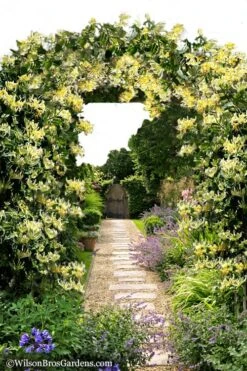 Scentsation Fragrant Yellow Honeysuckle - Lonicera Periclymenum - 1 Gallon Pot -Garden Plant Seeds Honeysuckle Scentsation 10