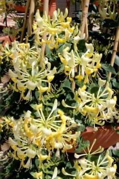 Scentsation Fragrant Yellow Honeysuckle - Lonicera Periclymenum - 1 Gallon Pot -Garden Plant Seeds Honeysuckle Scentsation 2
