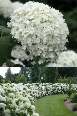 Annabelle Hydrangea - 3 Gallon Pot -Garden Plant Seeds Hydrangea Annabelle 1 500x750 1