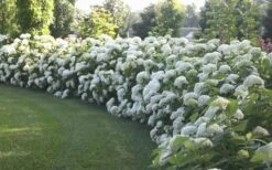 Annabelle Hydrangea - 3 Gallon Pot -Garden Plant Seeds Hydrangea Annabelle Hedge 1